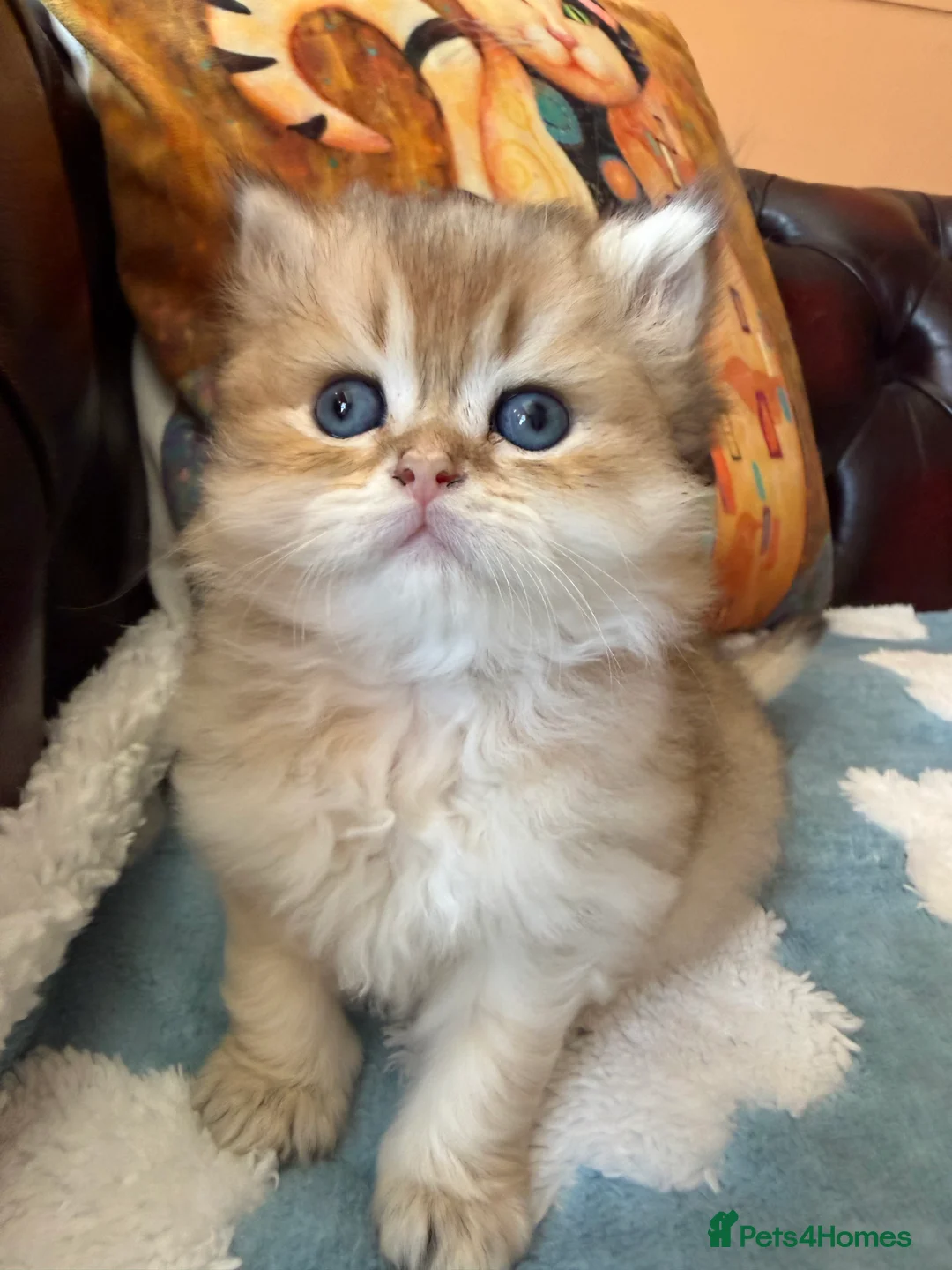 British Shorthair cats for sale: Lovely golden BSH & BLH kittens - Advert 34