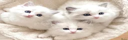 Ragdoll cats for sale: READY NOW ***** INDOOR PEDIGREE RAGDOLL KITTENS - Advert 26