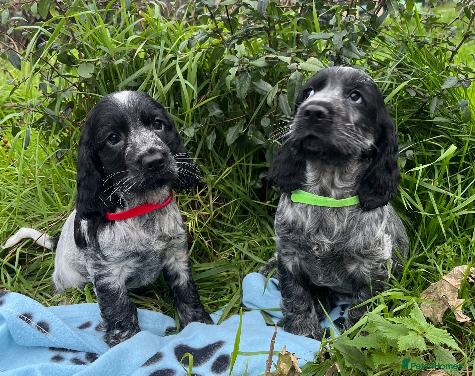 Cocker Spaniel dogs for sale: Stunning show type cocker spaniel puppies  - Advert 2