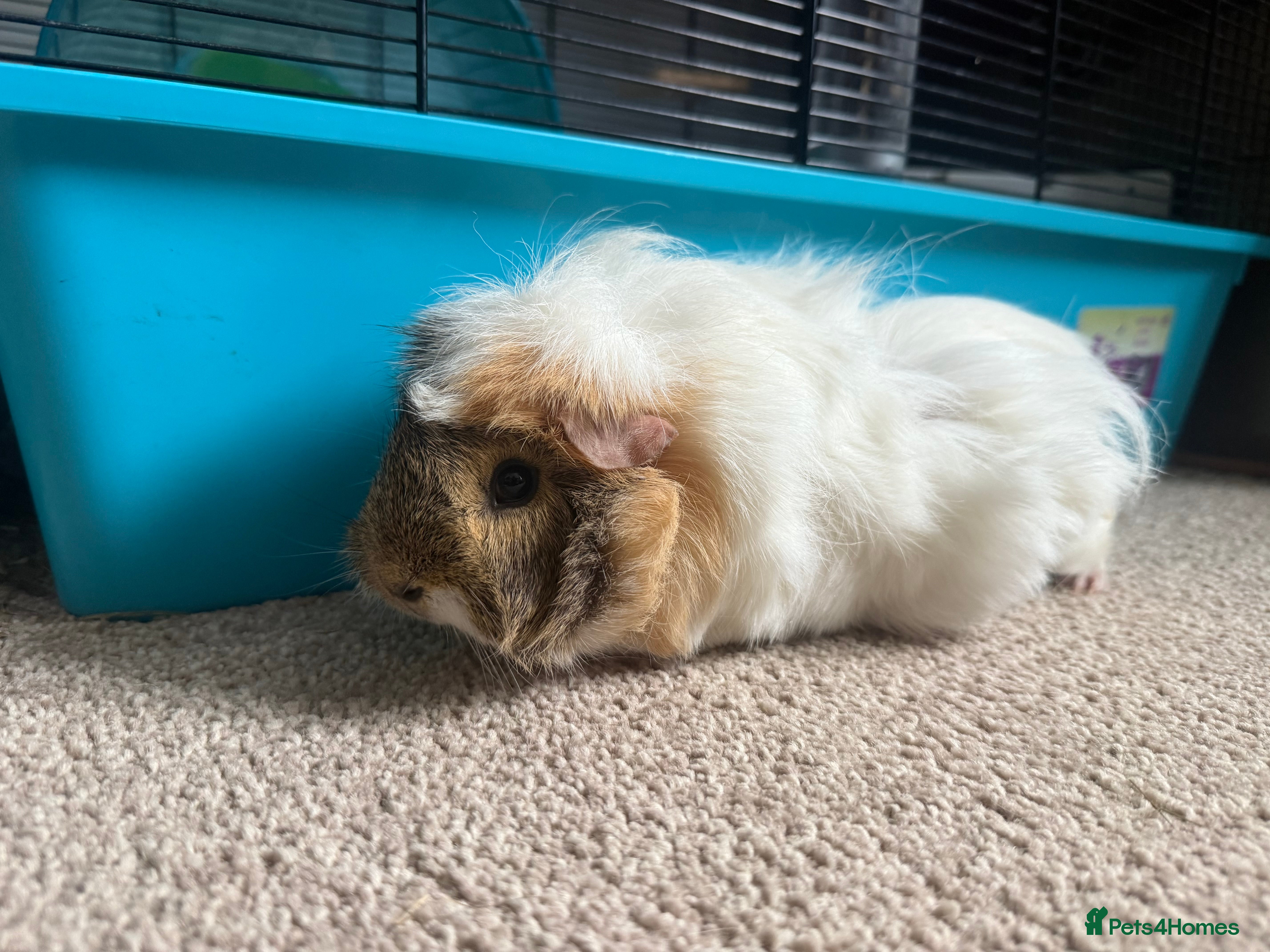 Guinea Pig rodents 2x female guinea pigs for sale  - Advert 12