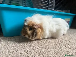 Guinea Pig rodents 2x female guinea pigs for sale - Advert 1