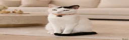 Domestic Shorthair cats for sale: Gorgeous Fluffy Black & White Kittens - Advert 3