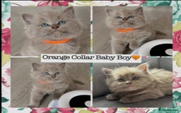Mixed Breed cats for sale:  Fluffy Ragdoll x British Shorthair Kittens - Image 2