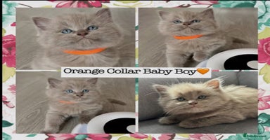 Mixed Breed cats - Advert 6