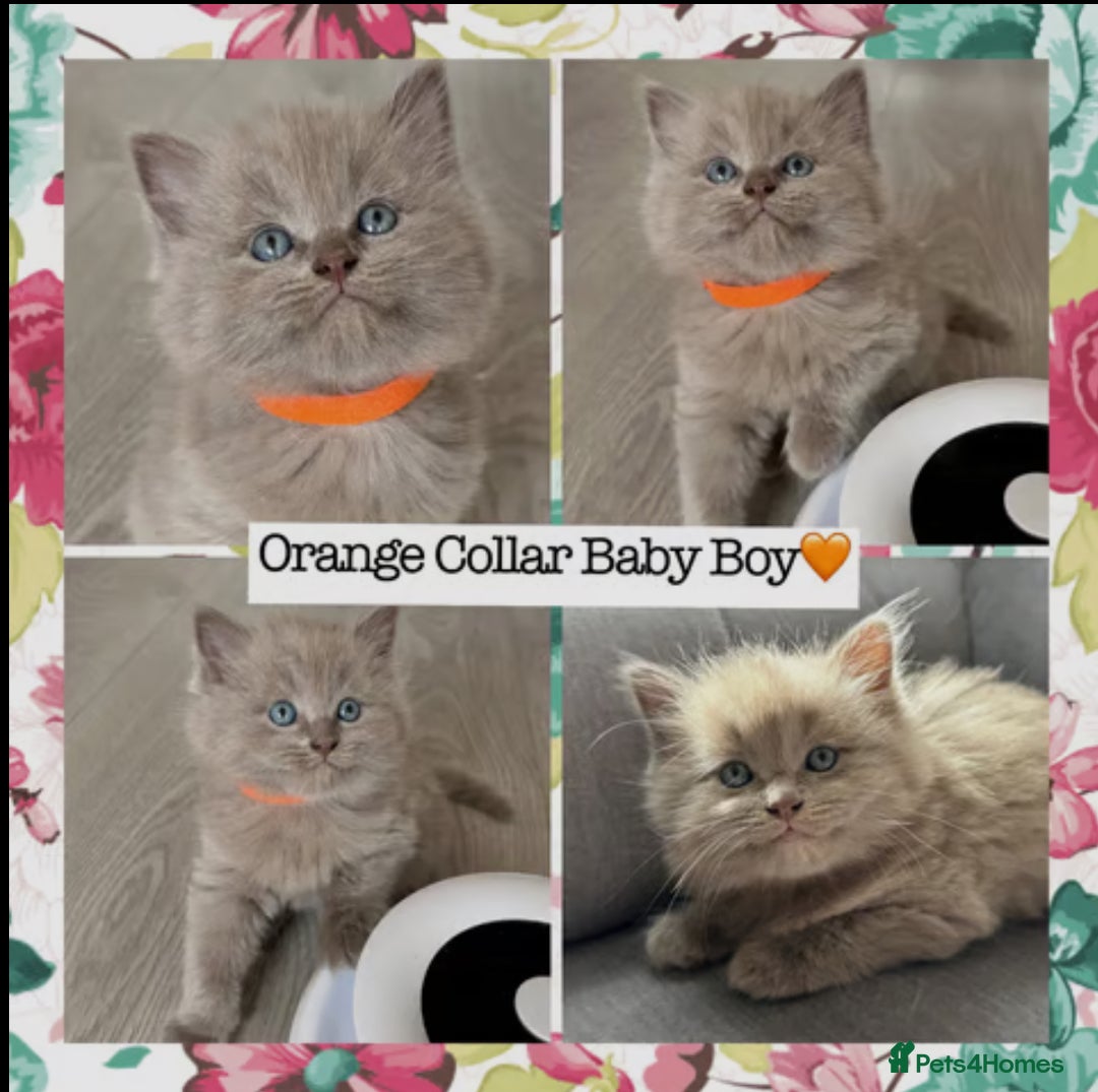 Mixed Breed cats for sale:  Fluffy Ragdoll x British Shorthair Kittens - Image 2