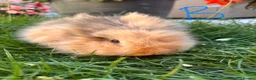 Lionhead rabbits for sale: Lionhead rabbits for sale  - Advert 6