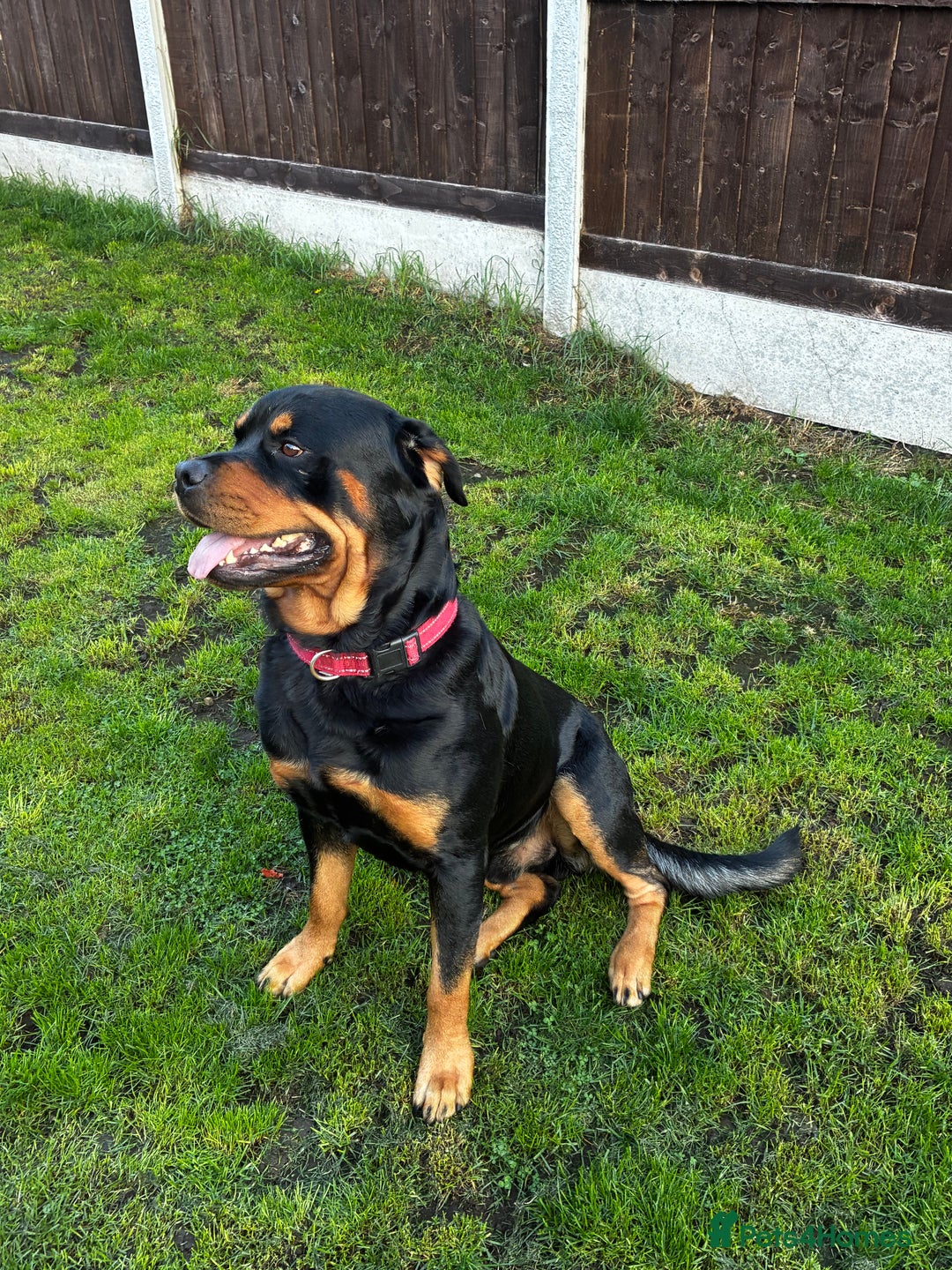 Rottweiler dogs for stud: 2.5 year old Rottweiler for stud  - Image 3