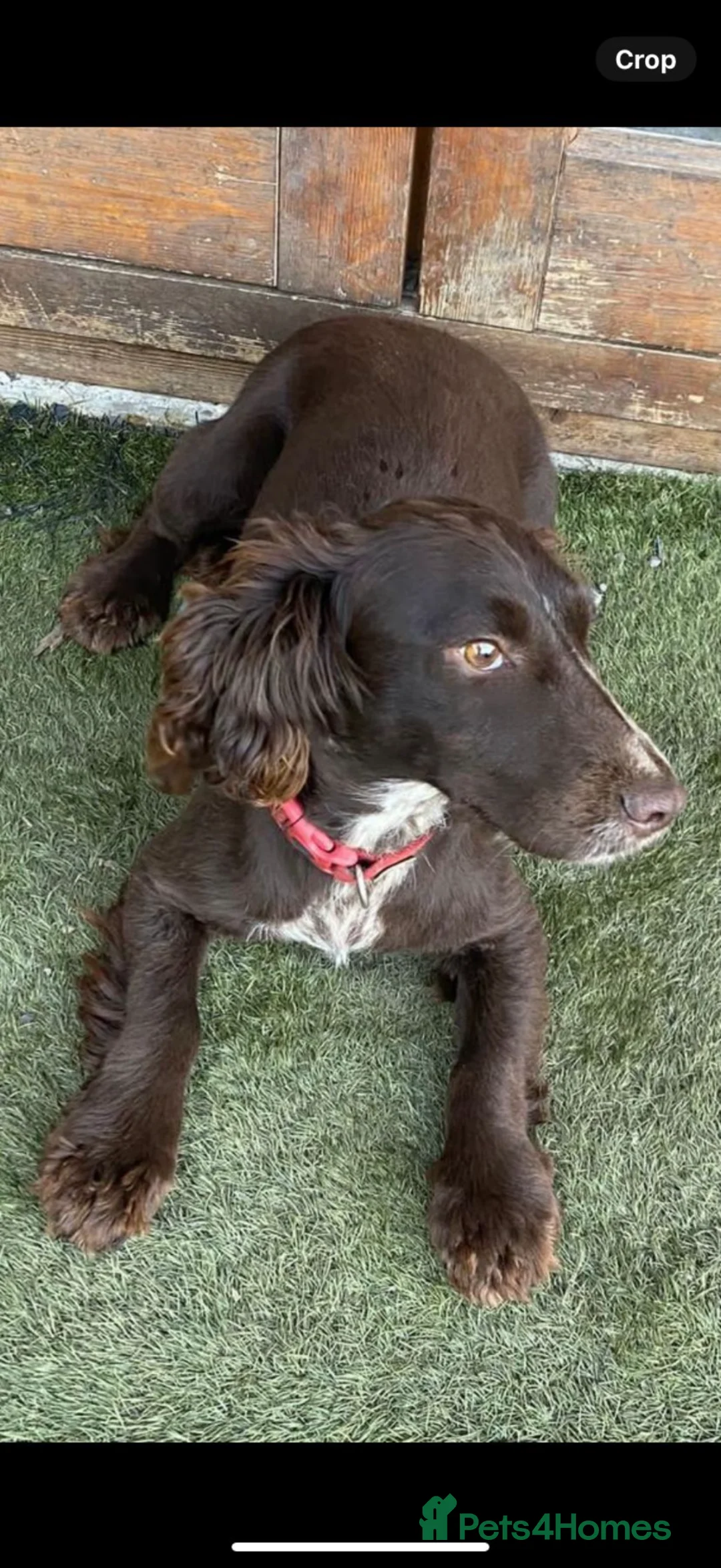 Cockapoo dogs for sale: Beautiful F1 cockerpoo puppies - Advert 21