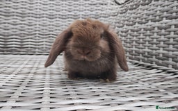 Mini Lop rabbits for sale: Now reserved  - Image 3
