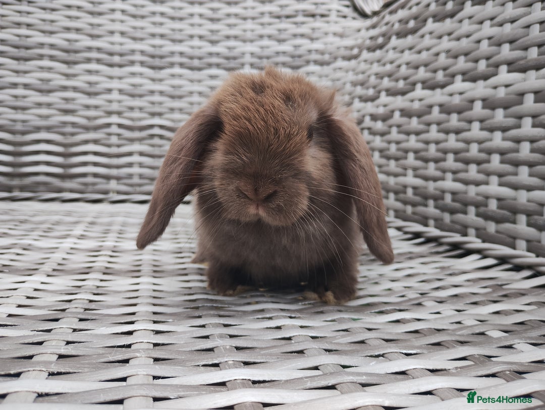 Mini Lop rabbits for sale: Now reserved  - Image 3