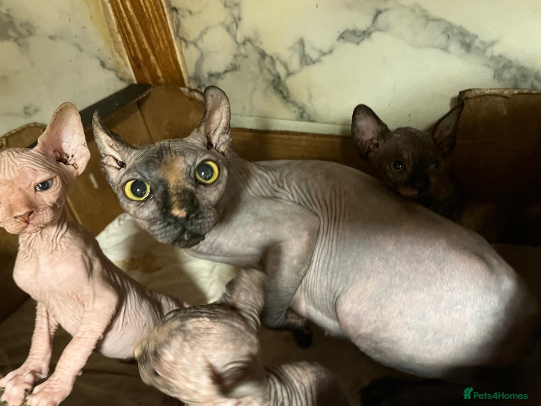 Sphynx cats for sale: Sphynx kittens bominant odd eyes  - Image 11