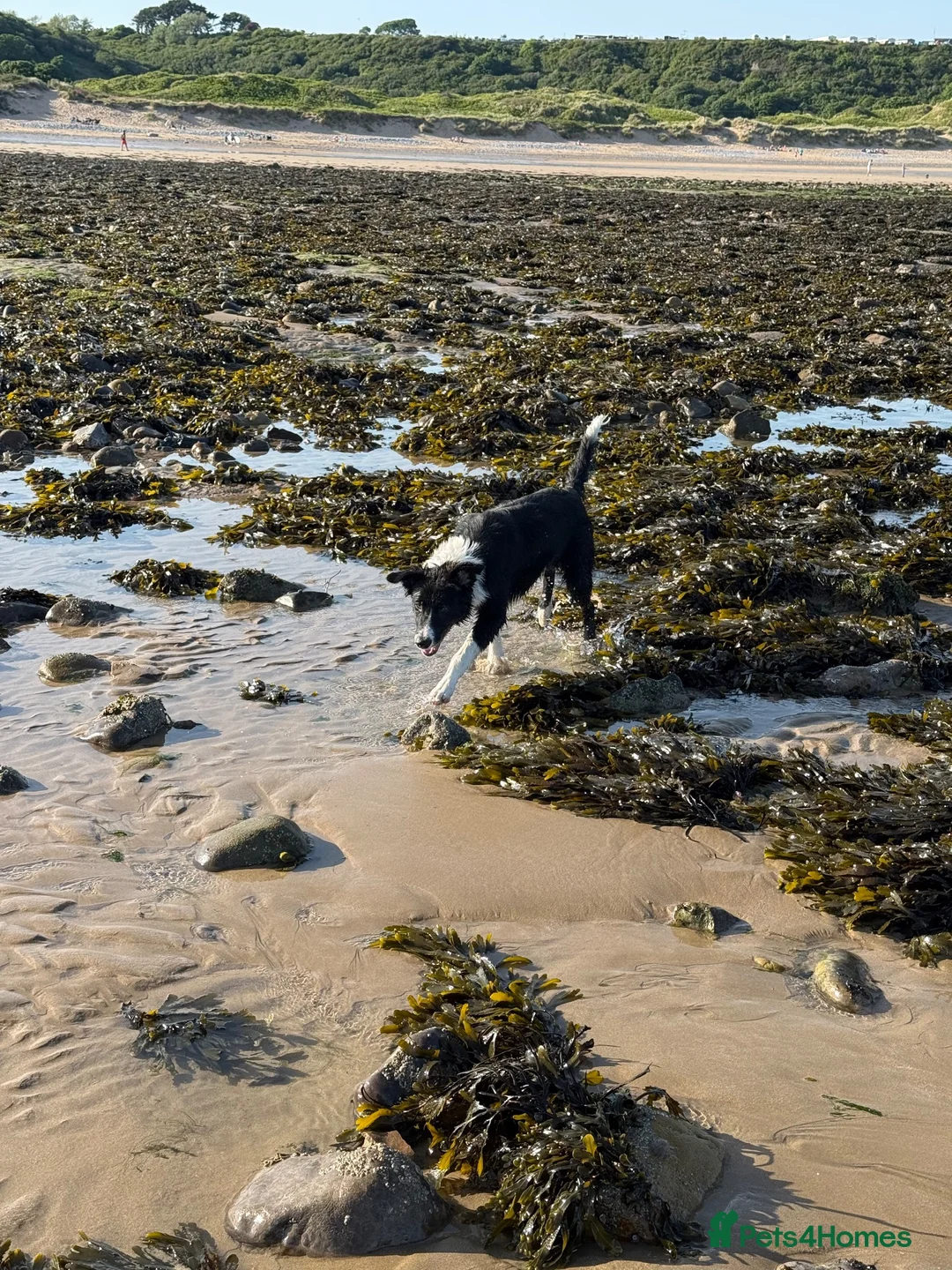 Border Collie dogs for sale: Olly  in Llanelli - Advert 4