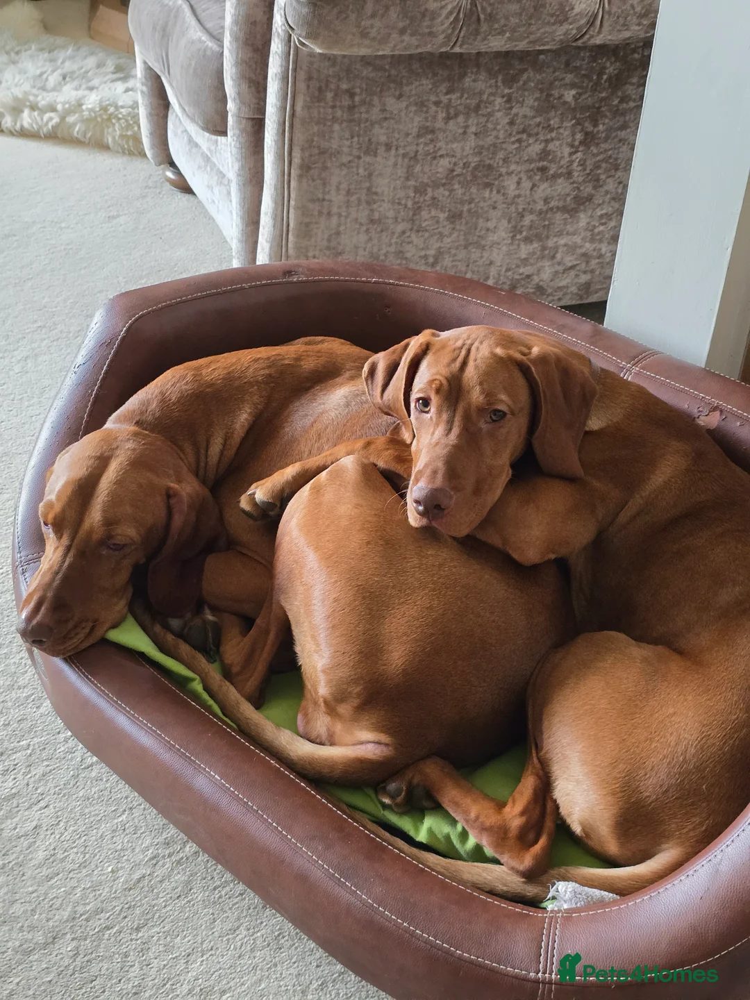 Hungarian Vizsla dogs for sale: Hungarian Vizsla Female, exceptional pedigree - Advert 2