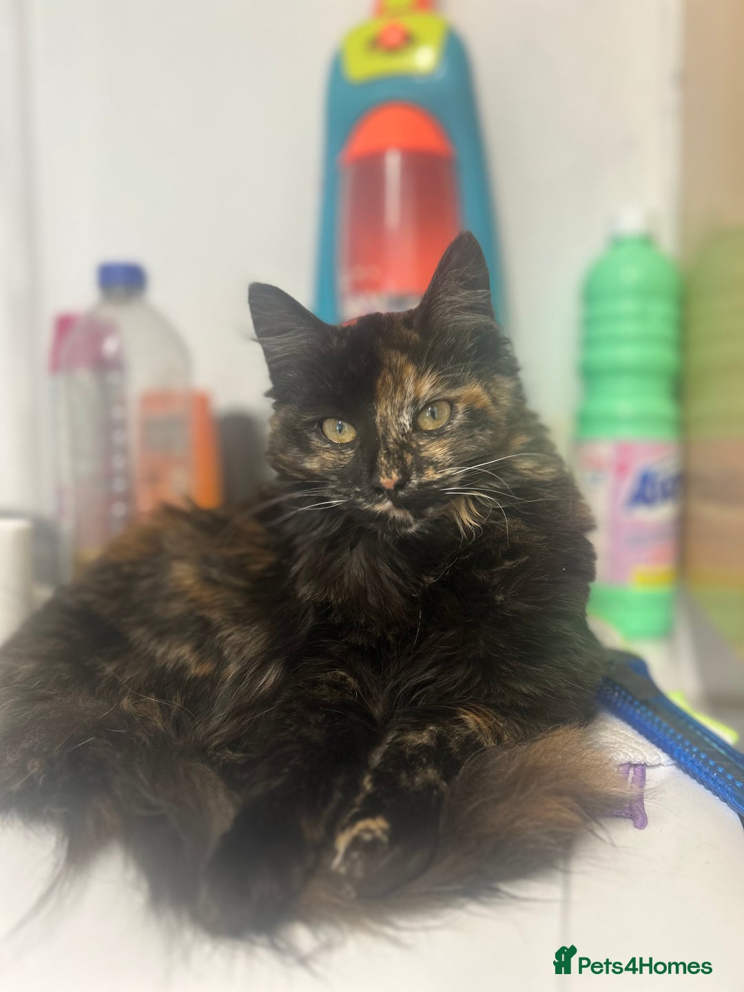 Maine Coon cats for sale: 3 Maine coon cross kittens  - Advert 1