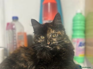 Maine Coon cats 3 Maine coon cross kittens - Advert 1