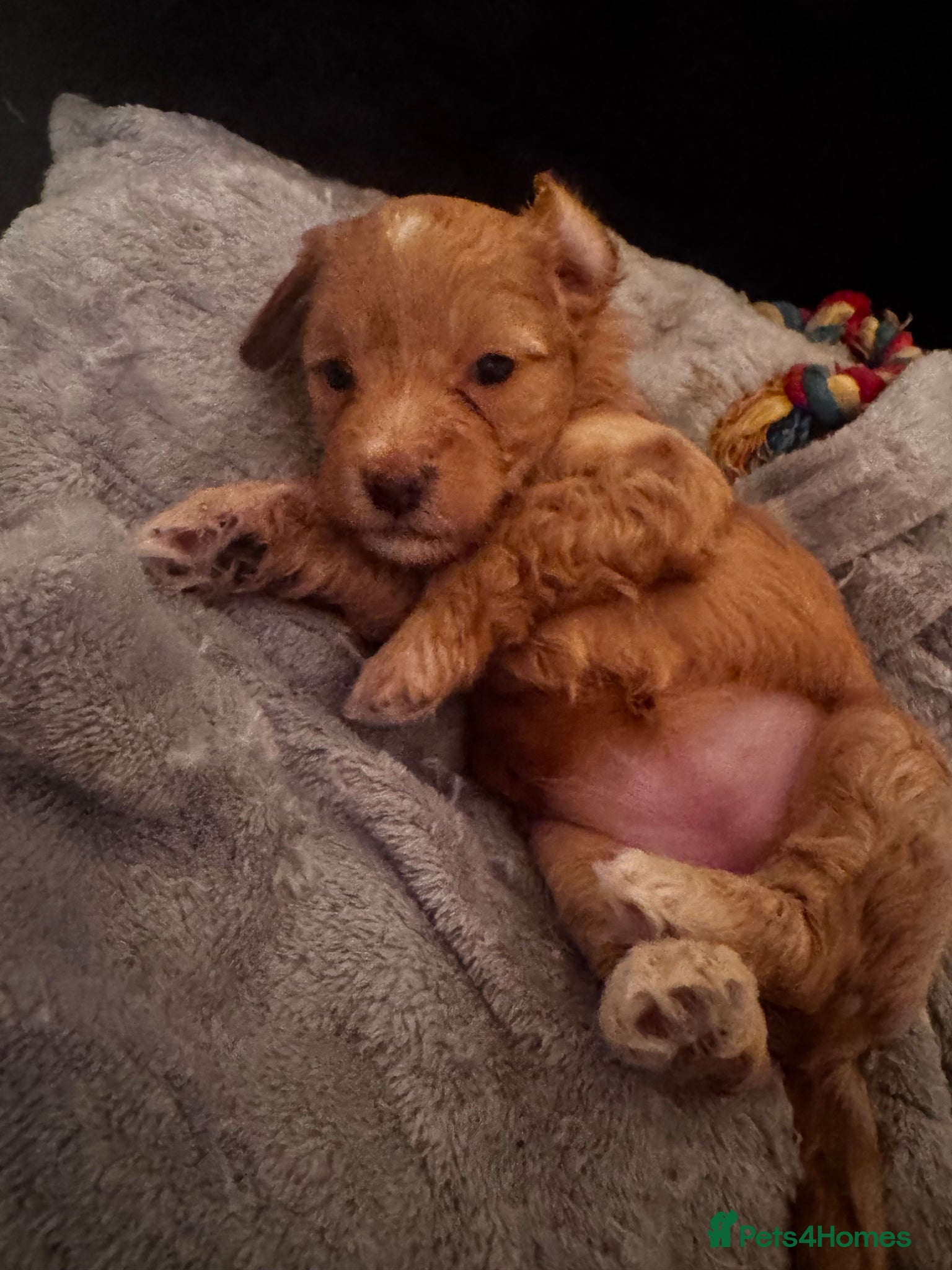 Mixed Breed dogs 2 female puppies left!  - Advert 15