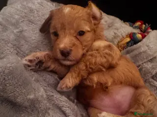 Mixed Breed dogs 2 female puppies left! - Advert 15