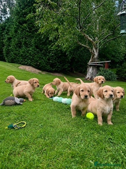 Golden Retriever dogs Outstanding Litter KC Reg Golden Retriever Puppies - Advert 2