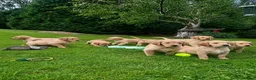 Golden Retriever dogs for sale: Outstanding Litter KC Reg Golden Retriever Puppies - Advert 11