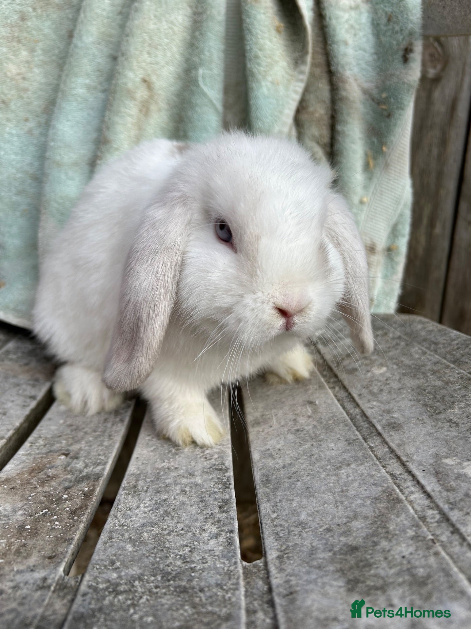 Mini Lop rabbits Blue eyed magpie buck - Advert 3