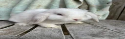 Mini Lop rabbits for sale: Blue eyed magpie buck - Advert 1