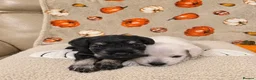 Miniature Schnauzer dogs for sale: KC miniature schnauzer Bva - Advert 6
