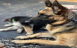 German Shepherd dogs for sale: Pure bred German Shepherd puppies - Image 4