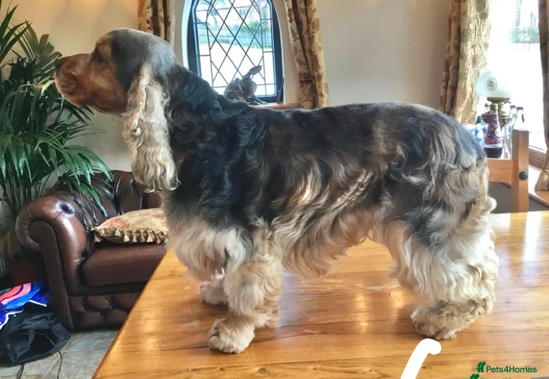 Cocker Spaniel dogs for sale: gorgeous cocker spaniel puppies available  - Advert 8