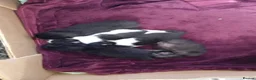Domestic Shorthair cats for sale: Ready to leave 8 week old kittens  in Bolton - Advert 4