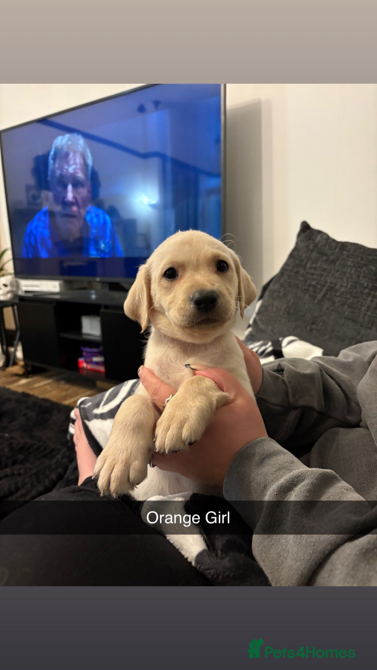 Labrador Retriever dogs 5 stunning working Lab puppies - Advert 17