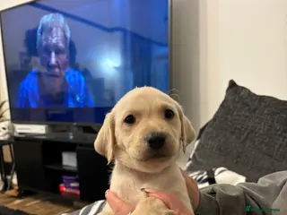 Labrador Retriever dogs 5 stunning working Lab puppies - Advert 17