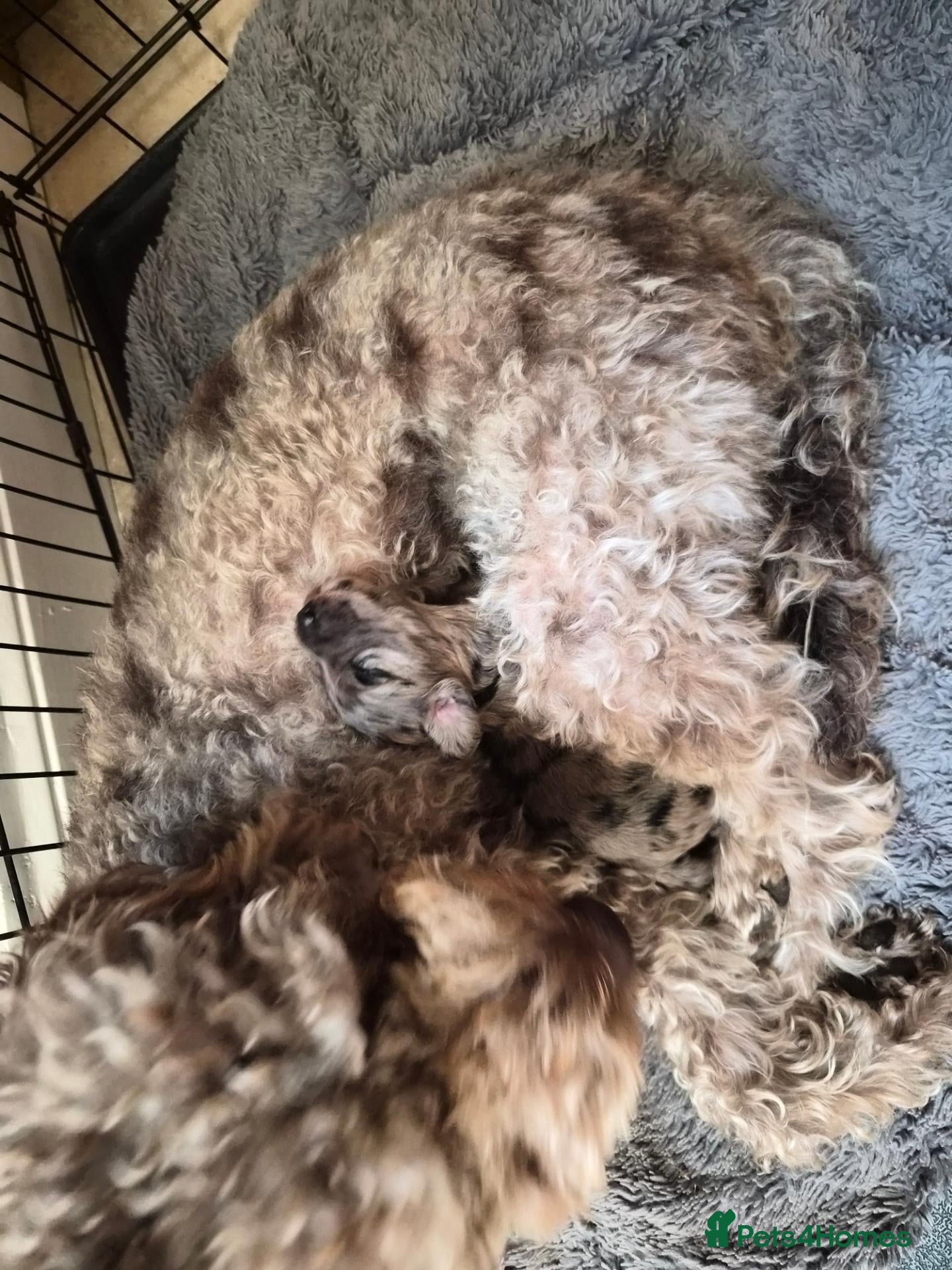 Mixed Breed dogs Australian Labradoodle  - Advert 2