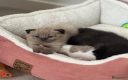 Ragdoll cats for sale: Ragdoll kittens £600-£1,000 - Image 1