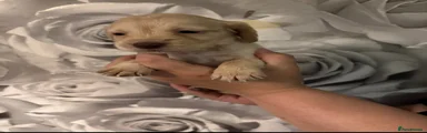 Cocker Spaniel 2
