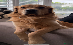 Golden Retriever dogs for stud: Golden boy Baxter KC fully Health tested - Image 9