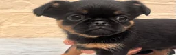 Griffon Bruxellois dogs for sale: Beautiful Brussels Griffon puppies - Advert 7