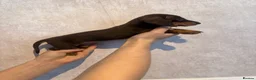 Dachshund dogs for sale: Beautiful Chocolate & Tan Dachshund Pups - Advert 11