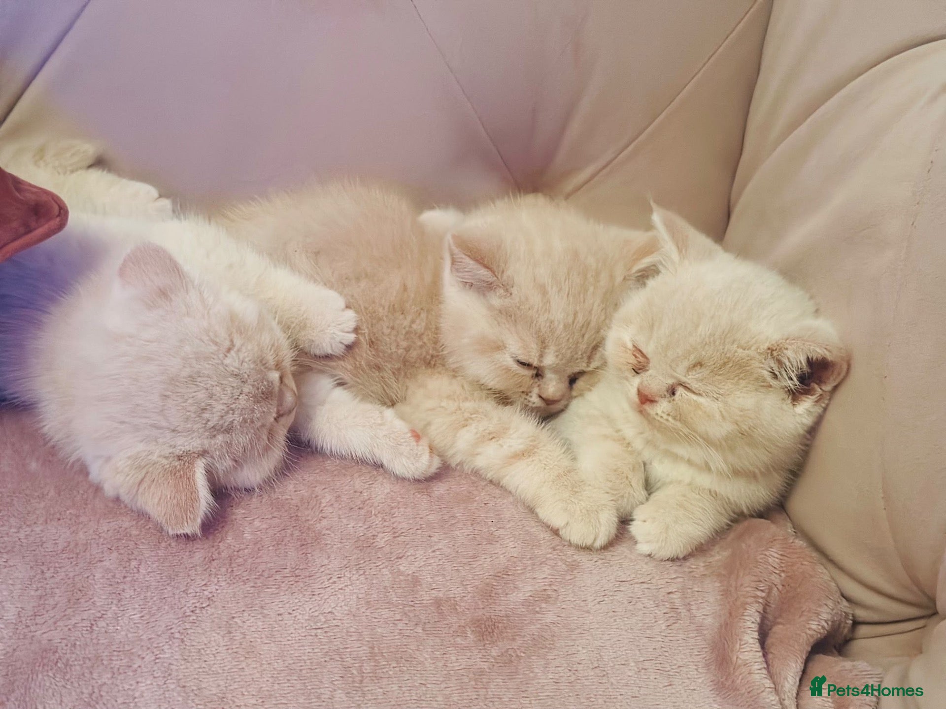 British Shorthair cats Beautiful Cream Coloured British Shorthair kittens - Advert 1