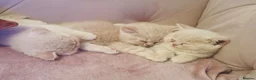 British Shorthair cats for sale: Beautiful Cream Coloured British Shorthair kittens in Manchester - Advert 1