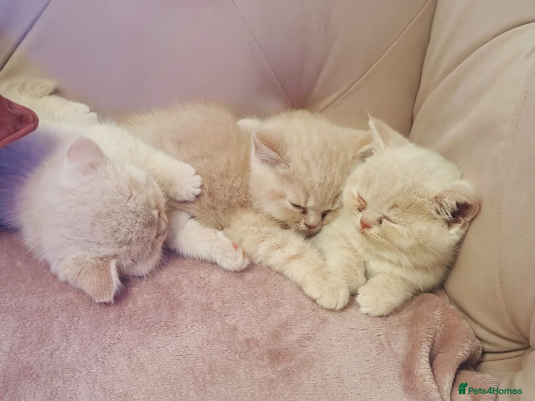British Shorthair cats for sale: Beautiful Cream Coloured British Shorthair kittens in Manchester - Advert 1