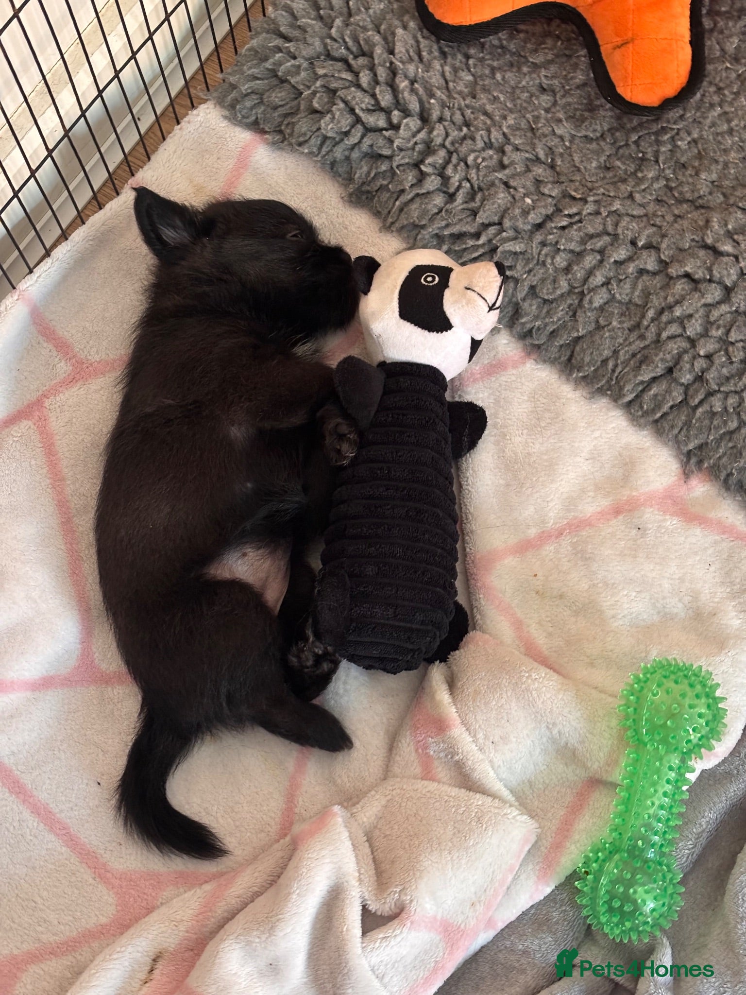 Affenpinscher dogs Affenpinscher puppy’s for sale - Advert 16