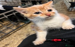 Mixed Breed cats for sale: Last Farm kitten available  - Advert 5