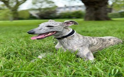 Whippet dogs for stud: Blue Brindle Whippet Leo - Image 5