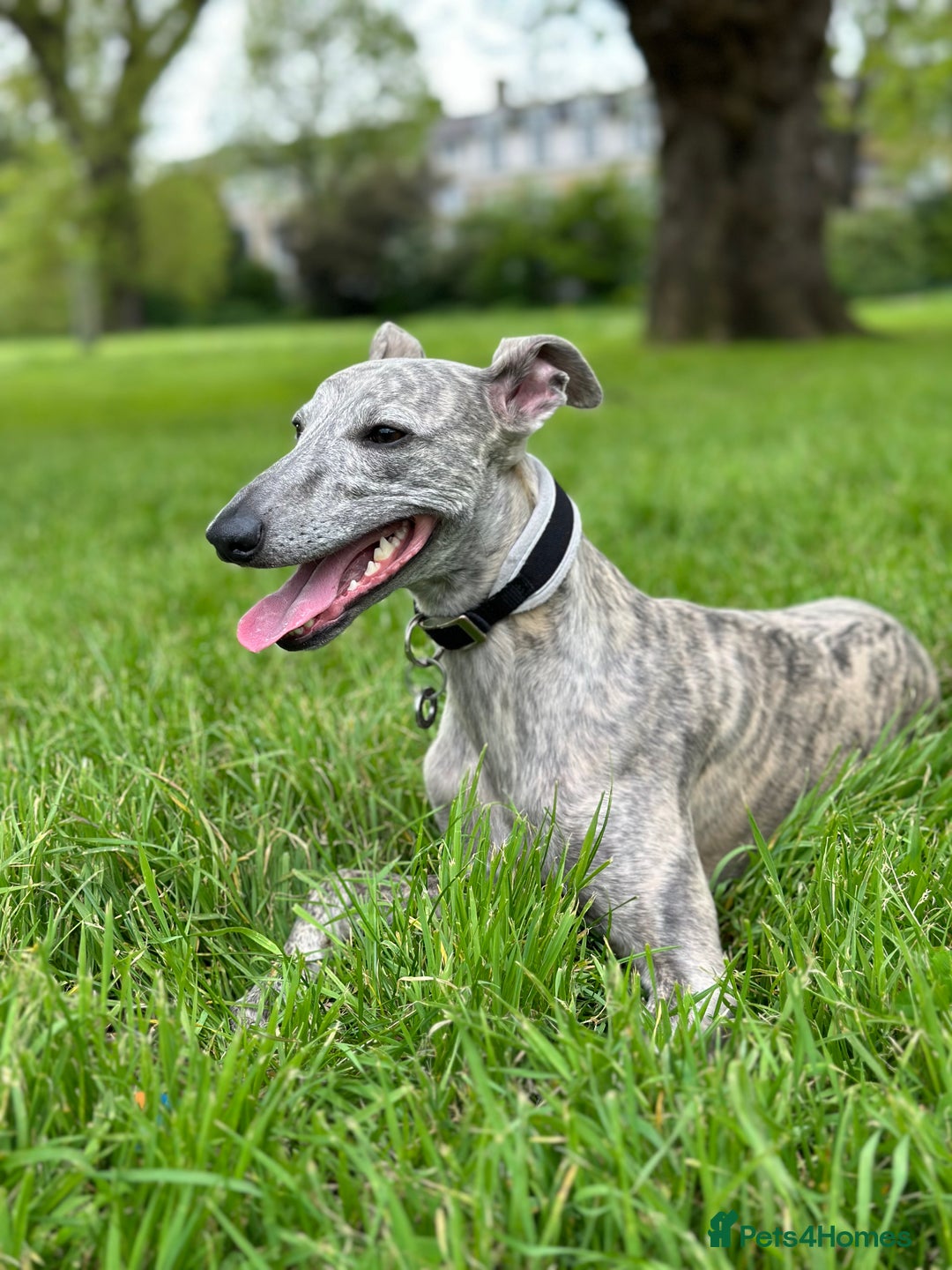 Whippet dogs for stud: Blue Brindle Whippet Leo - Image 5