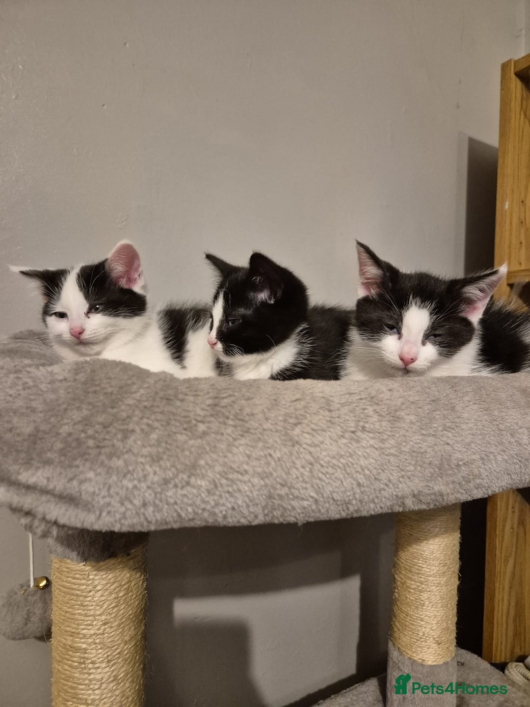 Mixed Breed cats for sale: Playful kittens looking for their furever homes  - Advert 1