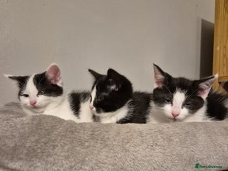 Mixed Breed cats Playful kittens looking for their furever homes - Advert 1