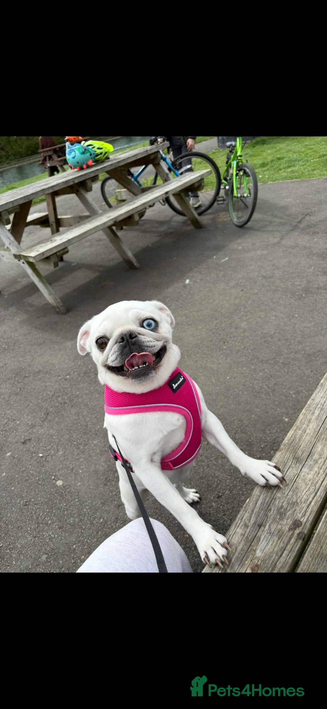 Pug dogs for sale: Loving Female Pug looking for her forever home - Advert 5