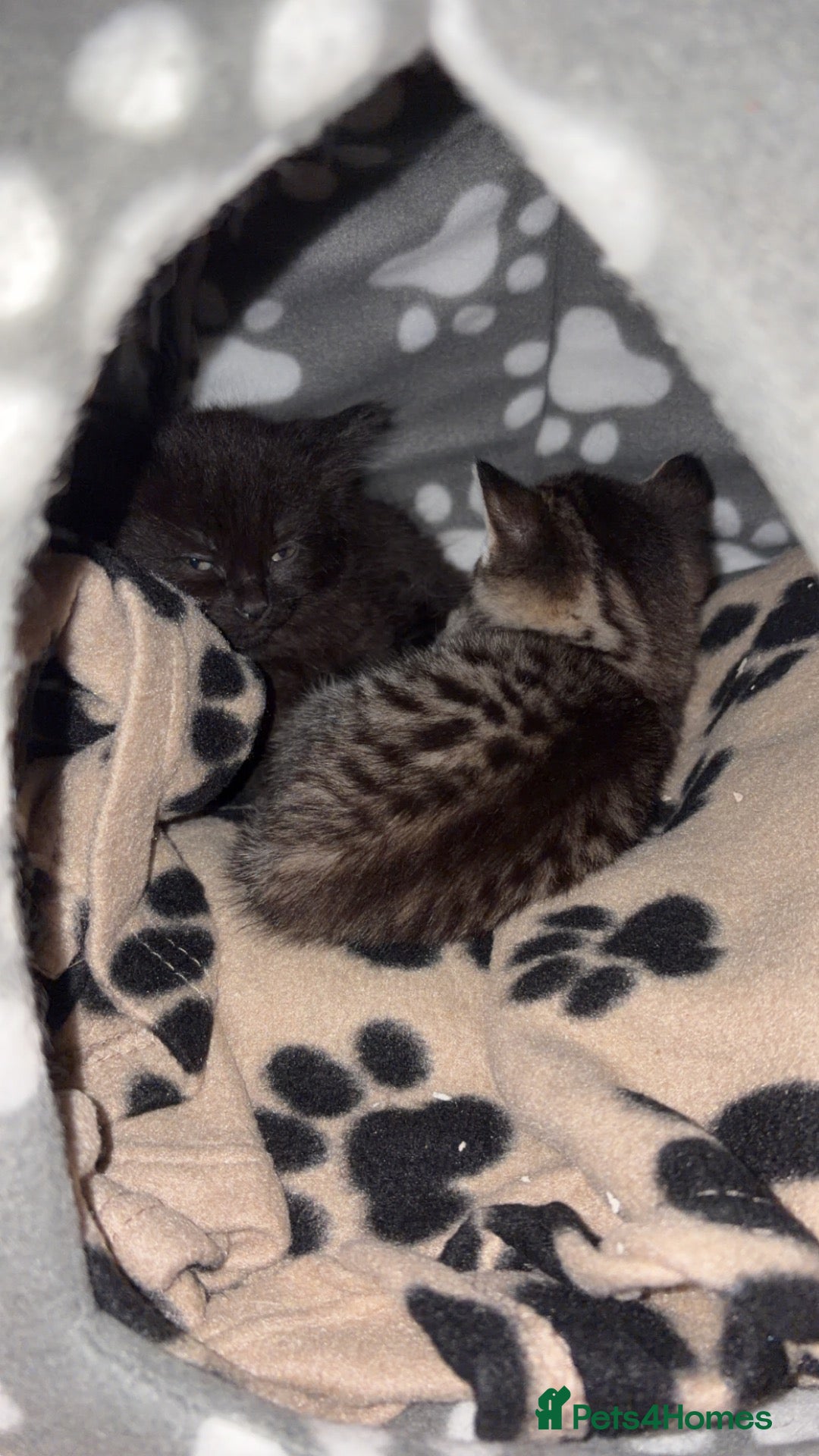 Mixed Breed cats Two kittens  - Advert 1