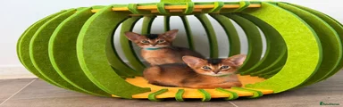 Abyssinian 2