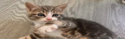 British Shorthair cats for sale: Male kitten grey white and cream - Advert 6